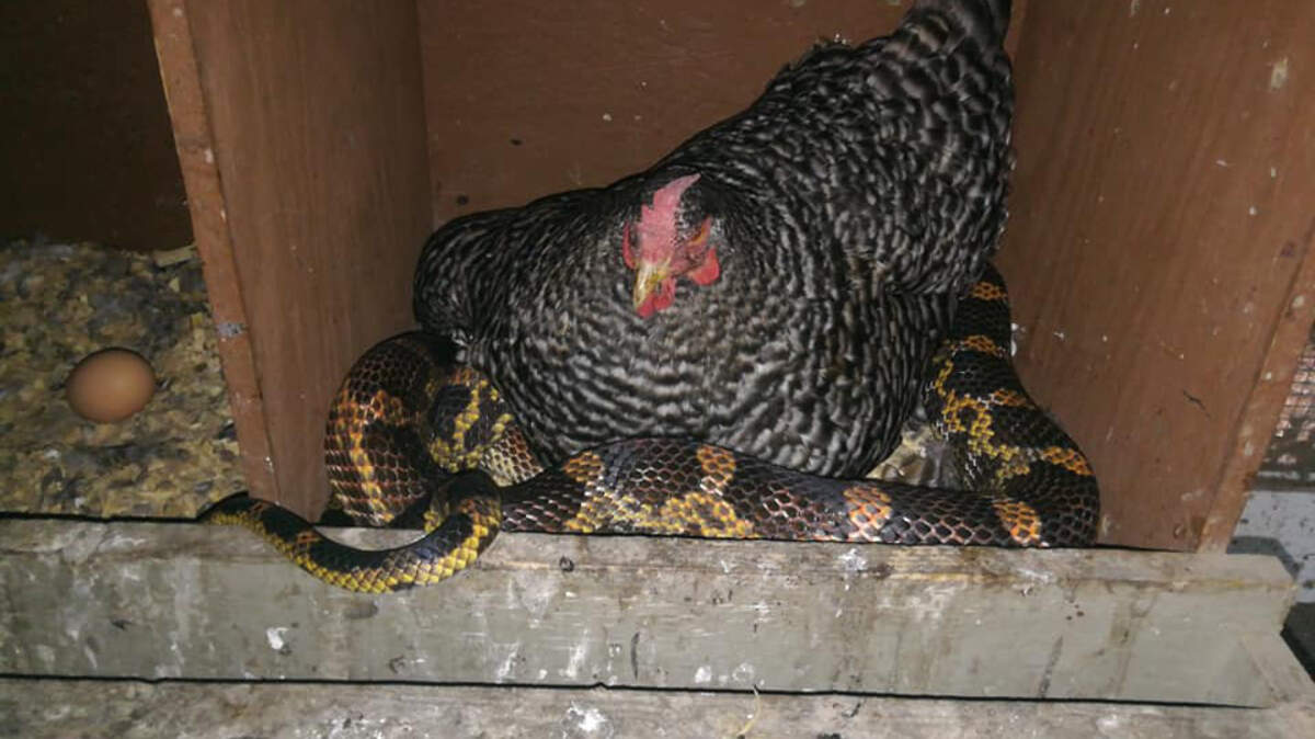 This hen has had enough of her neighbor-snake’s egg stealing.