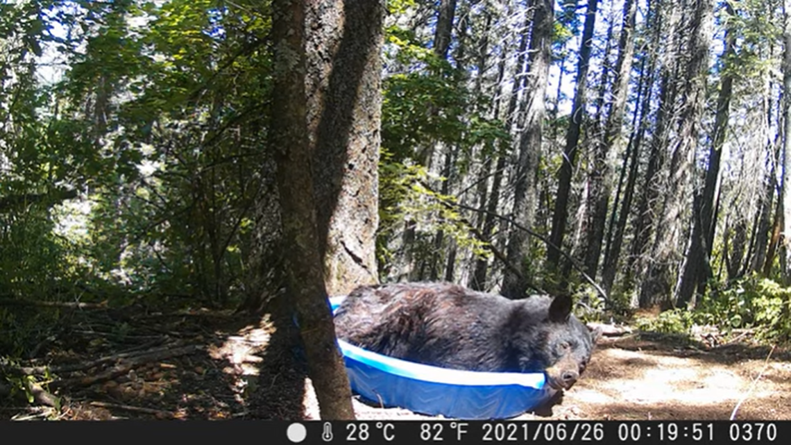 A bear cooled off in a kiddie pool that was set out for animals in a North Idaho backyard.