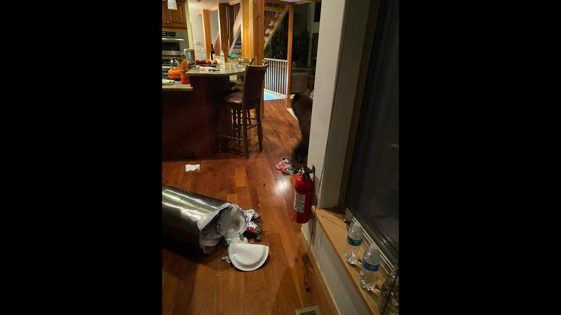 Aggressive and hungry bear ransacks a California Airbnb while guests hide in rooms