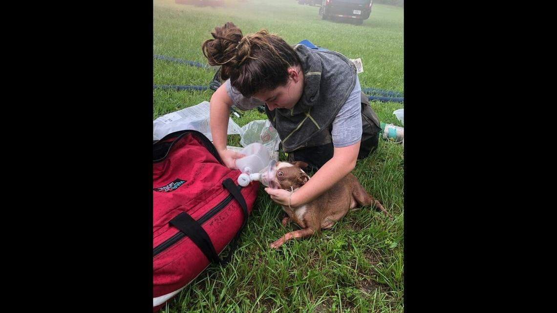 Firefighters saved three puppies from a burning home thanks to an Amazon delivery driver who called 911, according to a Florida fire department.
