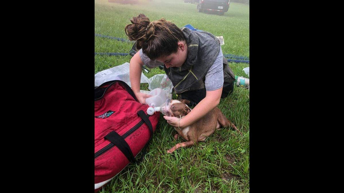 Firefighters saved three puppies from a burning home thanks to an Amazon delivery driver who called 911, according to a Florida fire department.