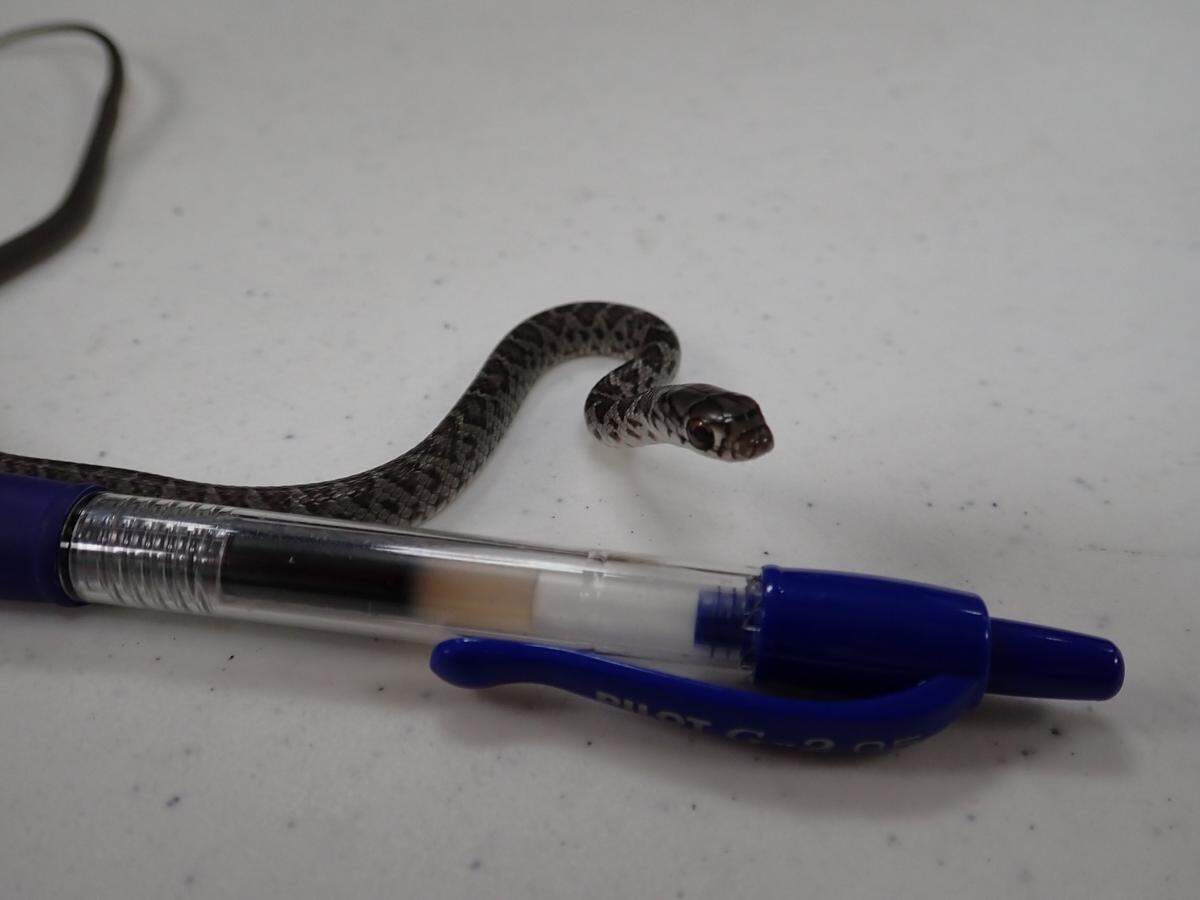Officials said the snake was a foot long and a quarter inch in diameter.