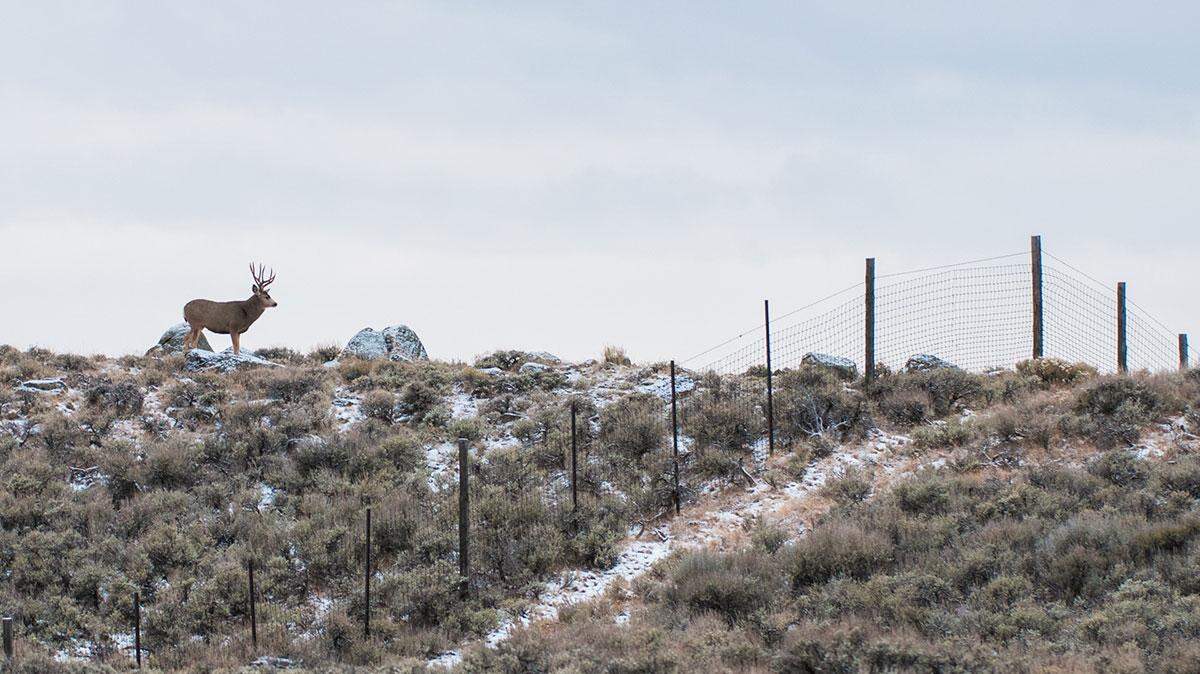 Deer and pronghorn in Wyoming navigate 3,728 miles of fencing during migration. The fences caused a change in behavior about 40% of the time, new study says.