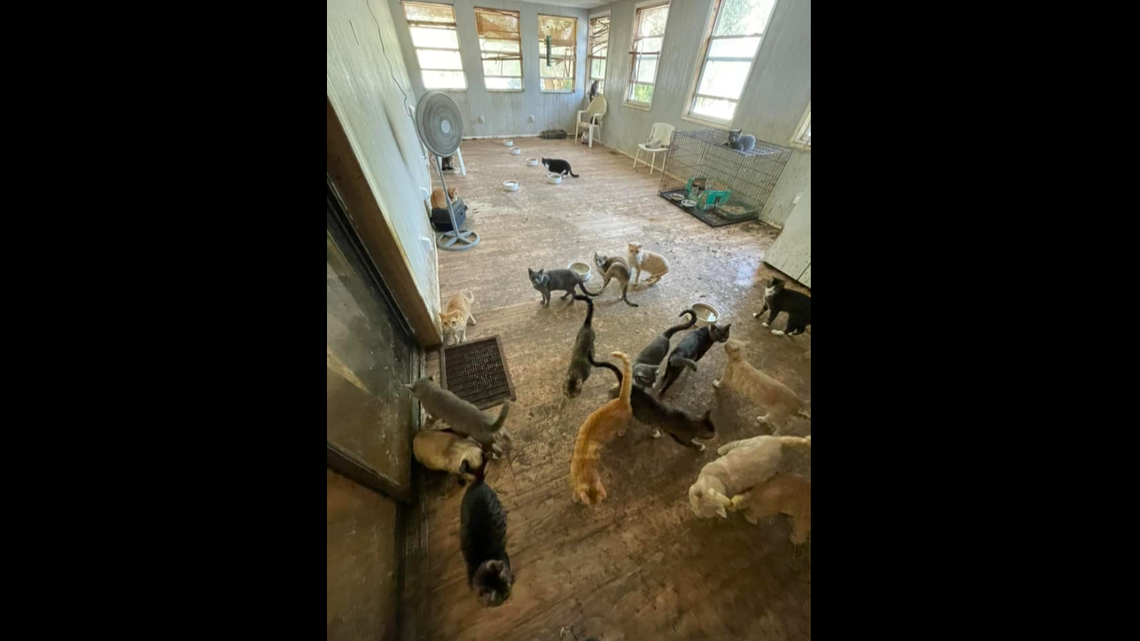 The scent of cat urine could be smelled from outside the mobile home, a Florida sheriff said.