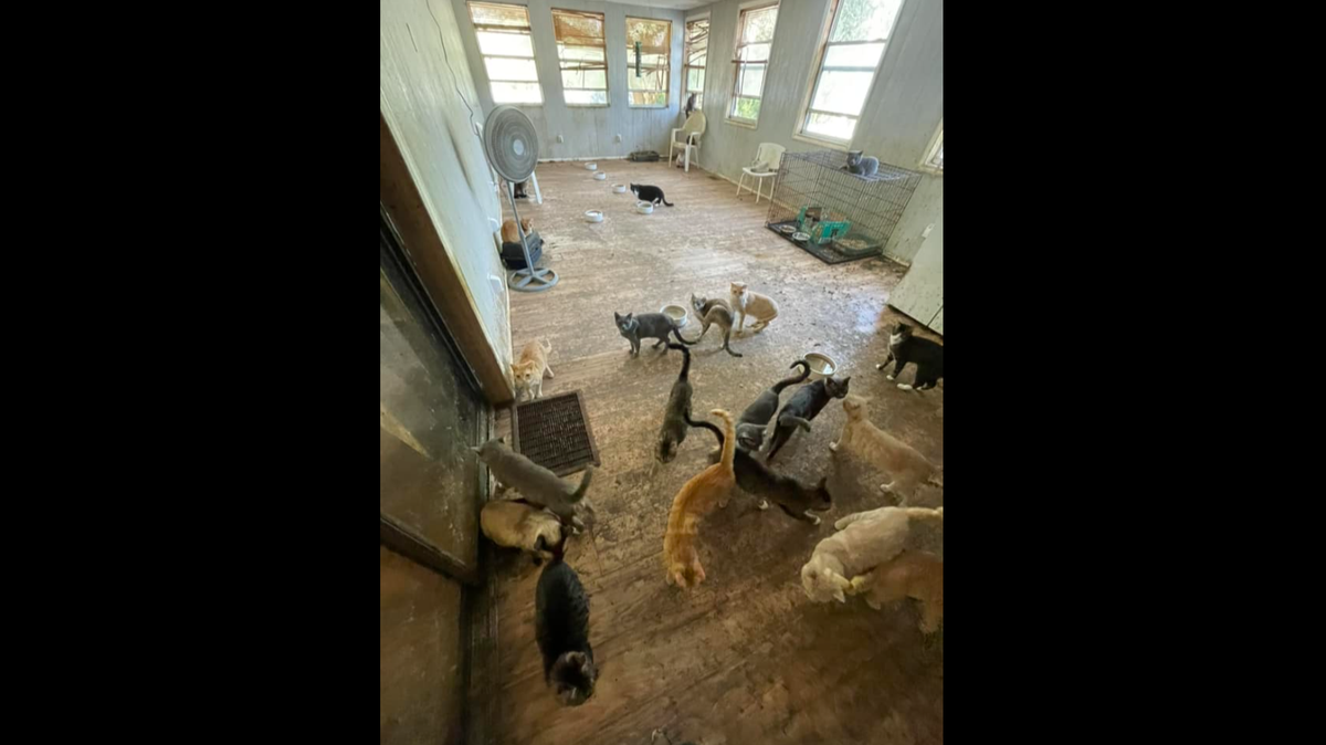 The scent of cat urine could be smelled from outside the mobile home, a Florida sheriff said.