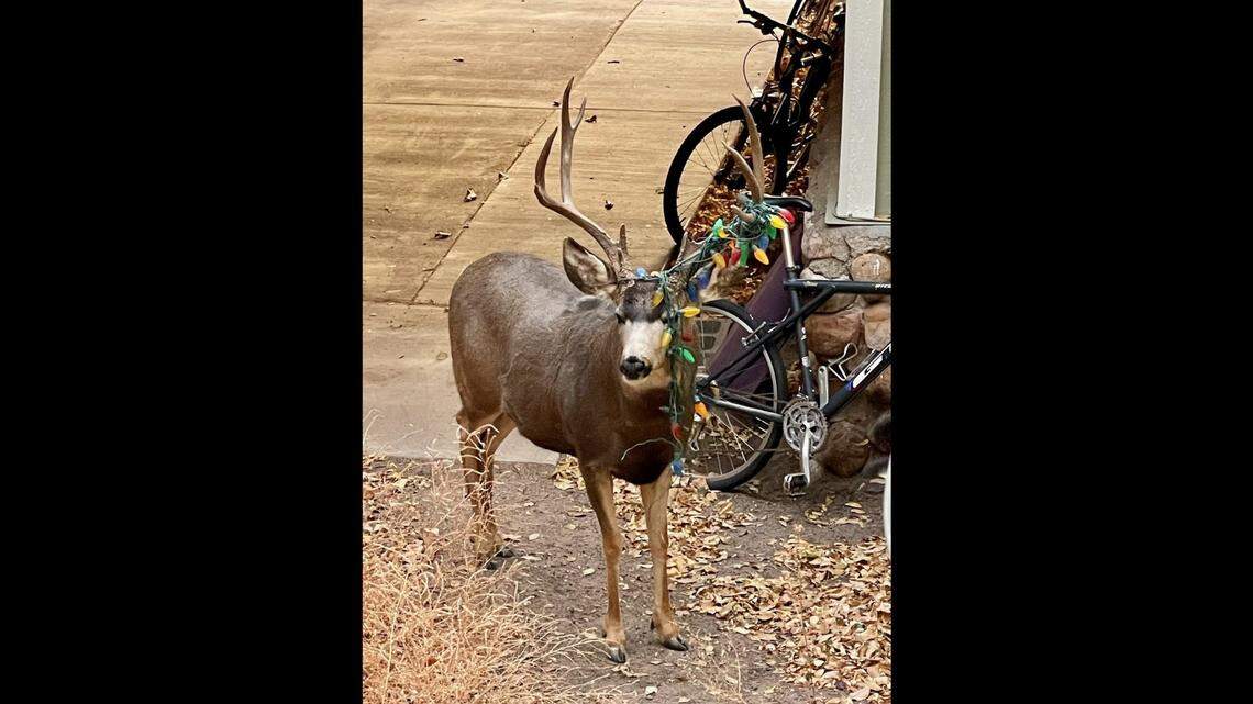 A buck became tangled in Christmas lights in Colorado during breeding season.