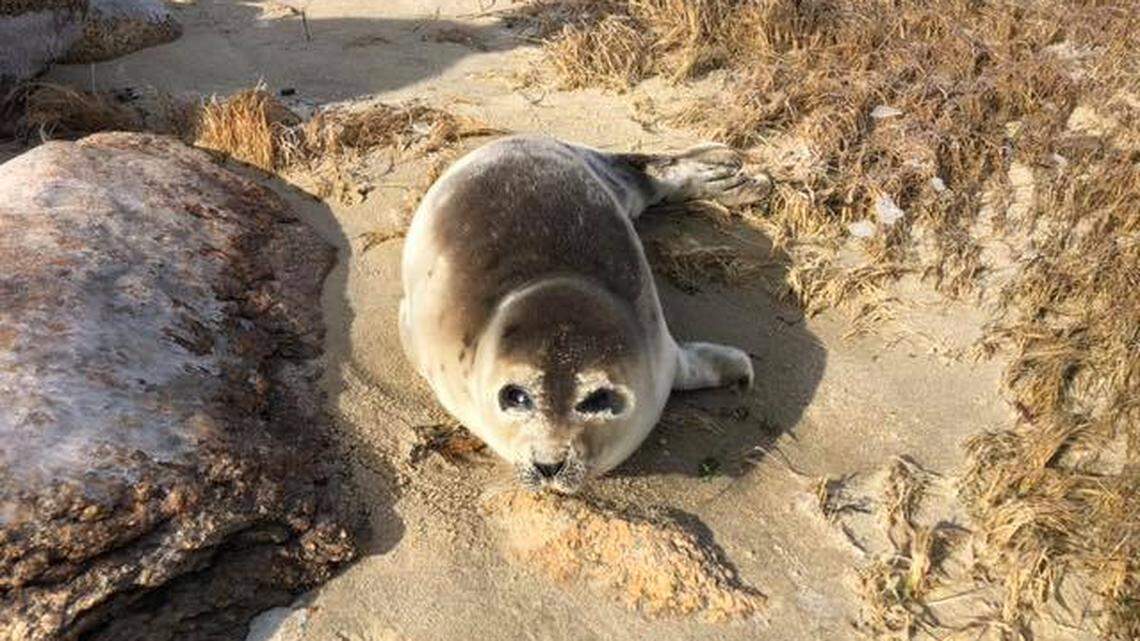 Wareham officials in Massachusetts’ Cape Cod responded to reports of a sick or hurt harp seal on a beach Monday. It was healthy, but officials told visitors to stay away and quit leaving peanut butter and jelly sandwiches.