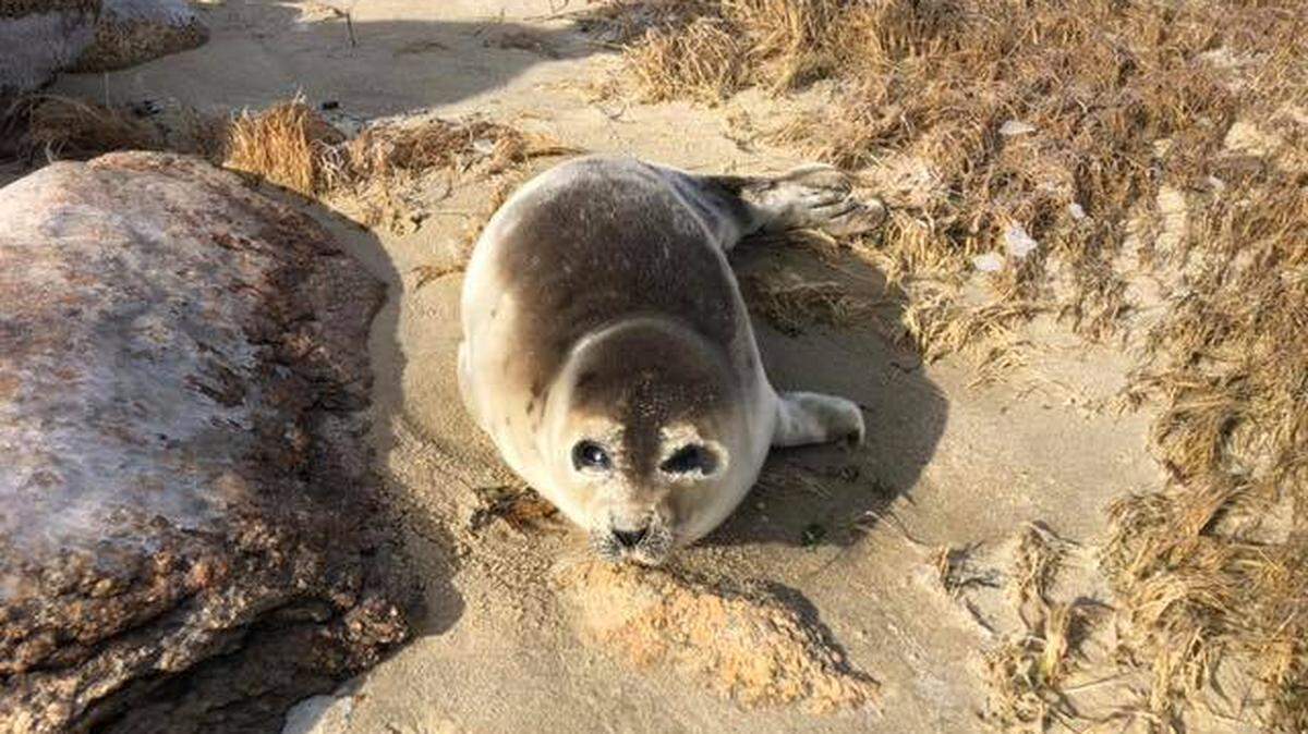 Wareham officials in Massachusetts’ Cape Cod responded to reports of a sick or hurt harp seal on a beach Monday. It was healthy, but officials told visitors to stay away and quit leaving peanut butter and jelly sandwiches.