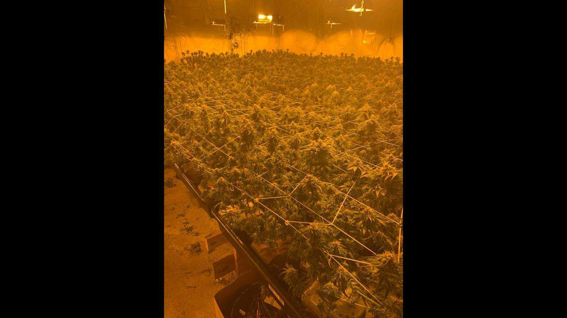 A businessman who owns six properties in Port Angeles, WA used the facilities for an illegal pot growing and processing operation. Cops seized 370 pounds of weed.