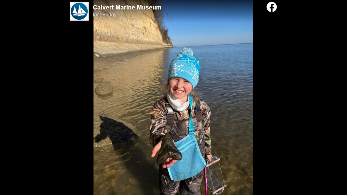 A 9-year-old girl found a megalodon tooth at a Maryland beach, a marine museum said.