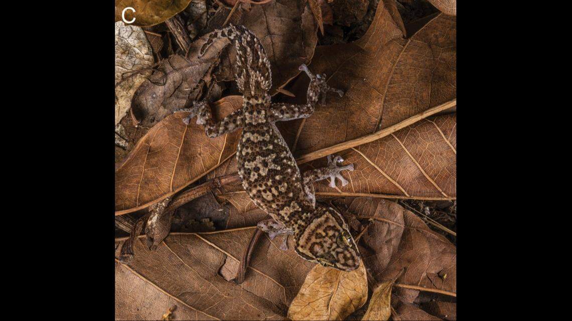 Scientists described the geckos’ head pattern as resembling a “butterfly.”