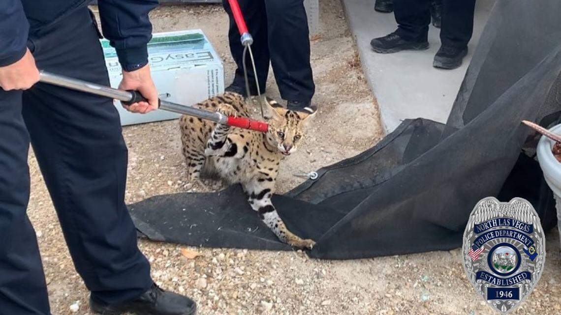 A serval cat native to Africa was found in North Las Vegas, police said.