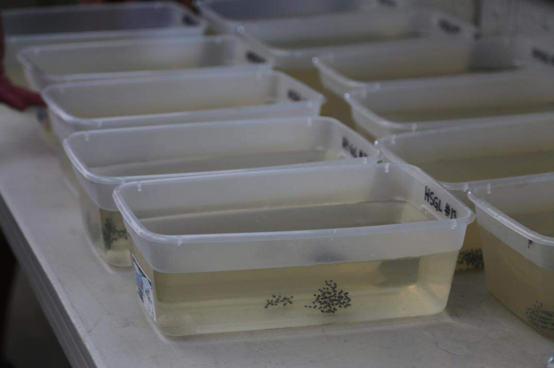 The aquarium receives the gopher frog eggs after wildlife staff goes out and collects masses from ponds, the aquarium’s director said.