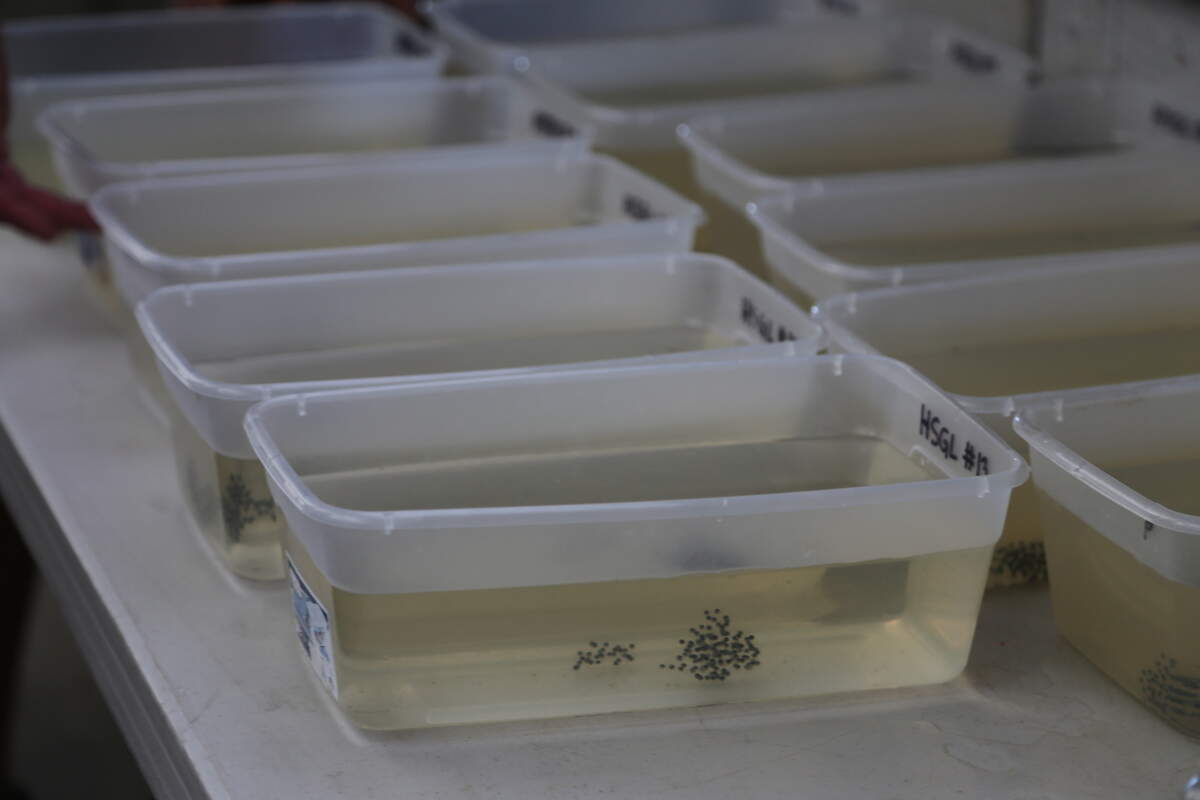 The aquarium receives the gopher frog eggs after wildlife staff goes out and collects masses from ponds, the aquarium’s director said.