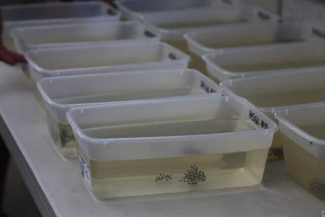 NC aquarium releases hundreds of frogs into wild: FB post | Raleigh ...