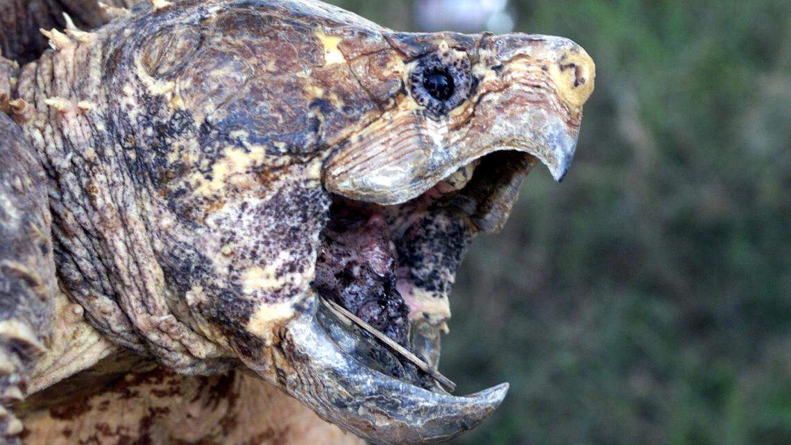 The jaws of an alligator snapping turtle are extended prior to its release in Georgia. A Louisiana man cleaning and preparing a large alligator snapping turtle found a human finger inside on Monday, according to the St. Tammany Parish Sheriff’s Office.