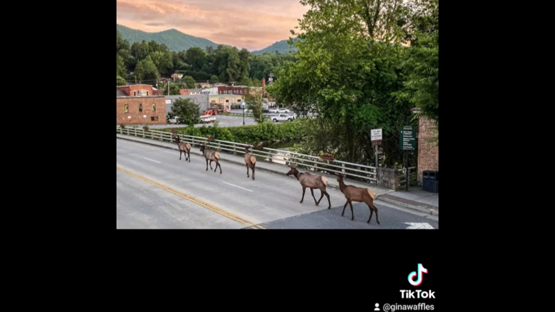 A herd of elk take a leisurely stroll through a North Carolina city near the Great Smoky Mountains, video shows.