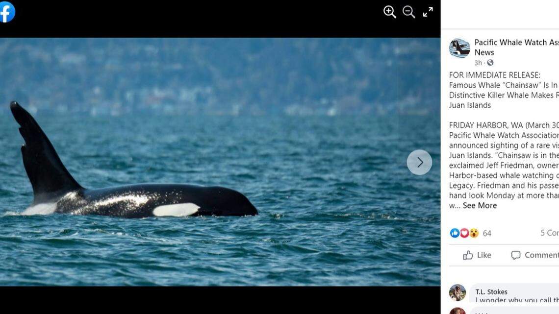 A 43-year-old Bigg’s killer whale named “Chainsaw” made a rare appearance near the San Juan Islands with his pod Monday. Here’s why they call him Chainsaw.