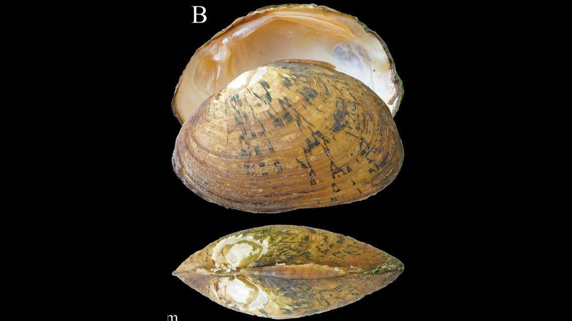 Scientists said they need to do further research in China to learn more about the mysterious mussels.