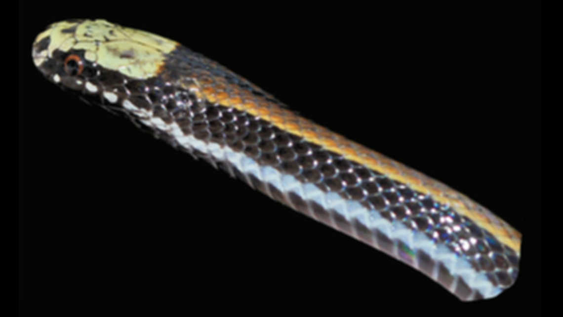 Paikwaophis kruki has a distinctly white to yellow colored head.