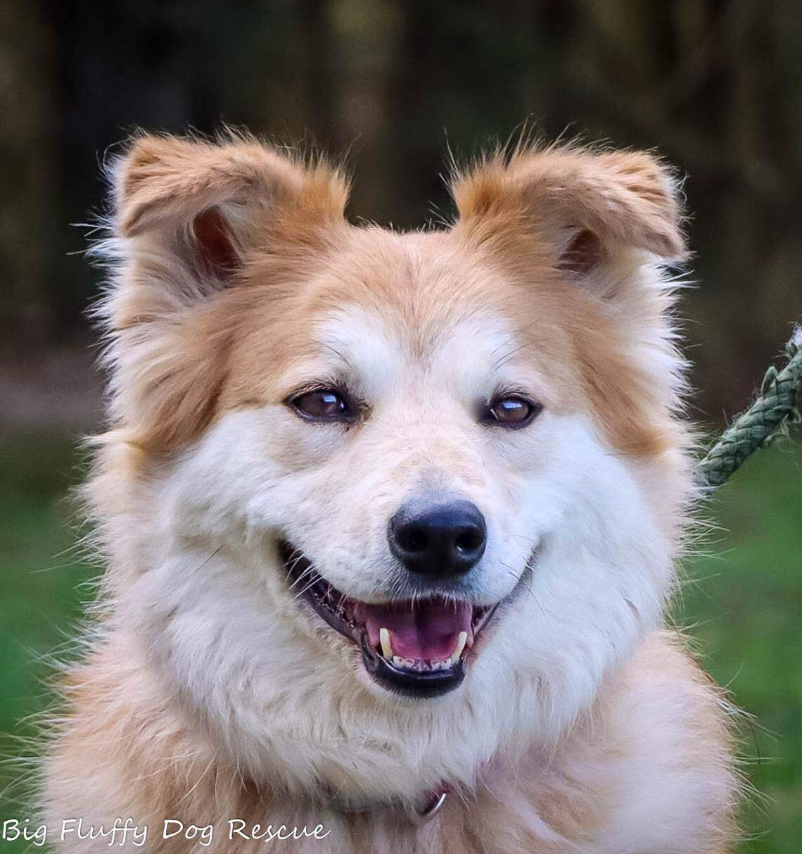 Nala is “an amazing dog,” according to the rescue. “She is devoted, sweet and eager to please in her home. She is housebroken, well-mannered and incredibly obedient.”