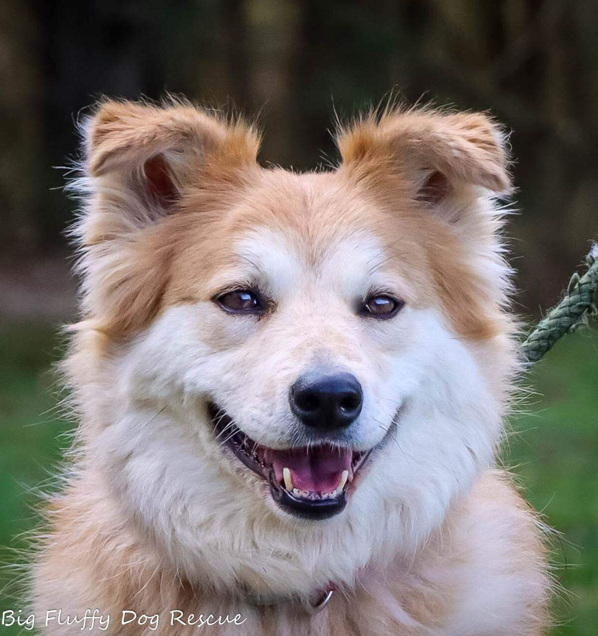 Nala is “an amazing dog,” according to the rescue. “She is devoted, sweet and eager to please in her home. She is housebroken, well-mannered and incredibly obedient.”