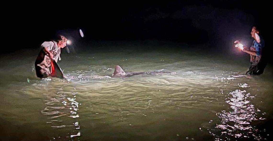 The anglers walked the shark back into the water to make sure it could swim away safely.