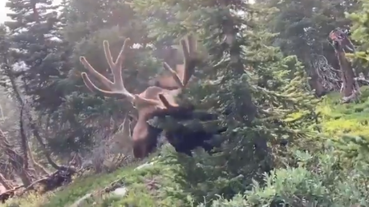 Moose charged a hiker after the person started filming it, video shows.