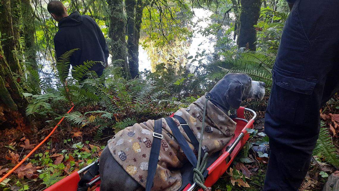 A 100-pound Great Dane slid down a 60-foot embankment and “vanished,” the owner said.
