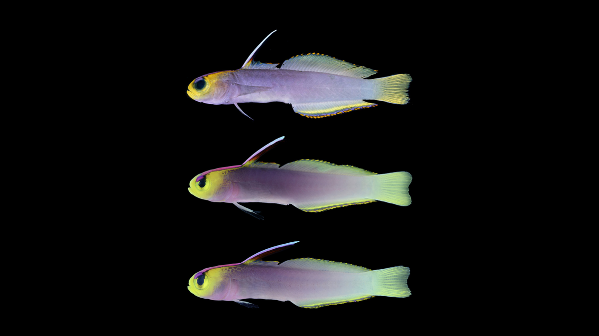A new species of coral reef fish was just discovered, researchers said.