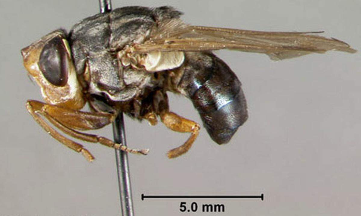 The side view of an adult human botfly,