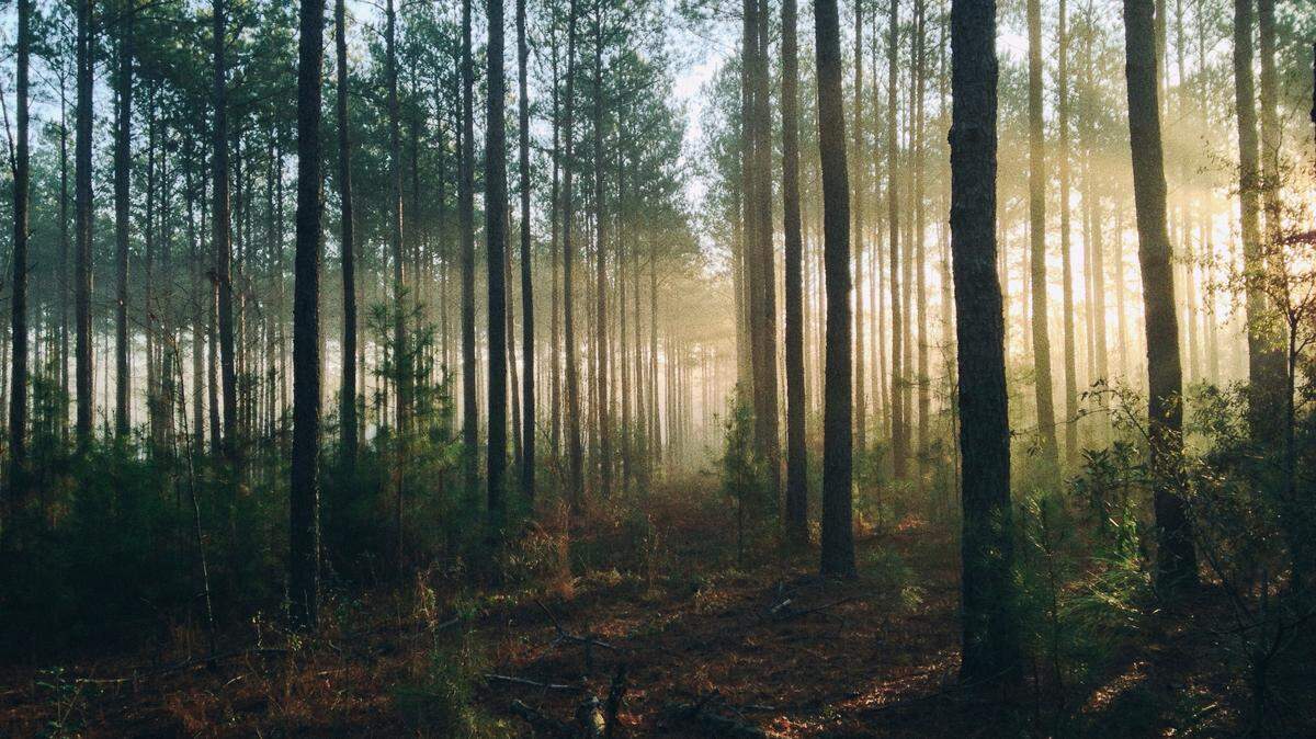 The body of a 77-year-old missing woman was found in a Michigan forest, police said.