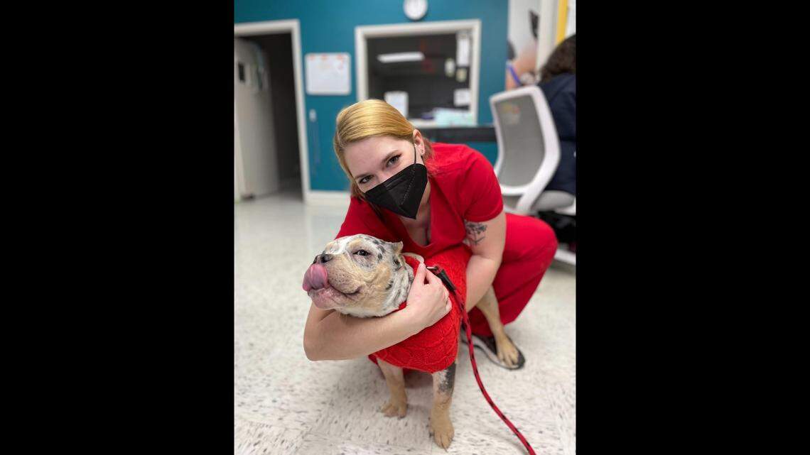 Stand for Animals, a low-cost clinic in North Carolina had 10 veterinarians at this time last year. Now it has four.