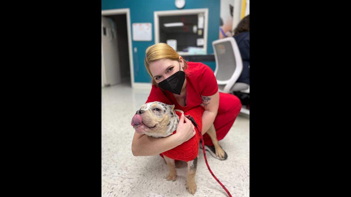 Stand for Animals, a low-cost clinic in North Carolina had 10 veterinarians at this time last year. Now it has four.
