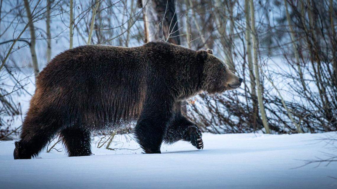 Grand Teton officials euthanized a bear (not the one pictured) that used “bold behavior” to get food, rangers said.