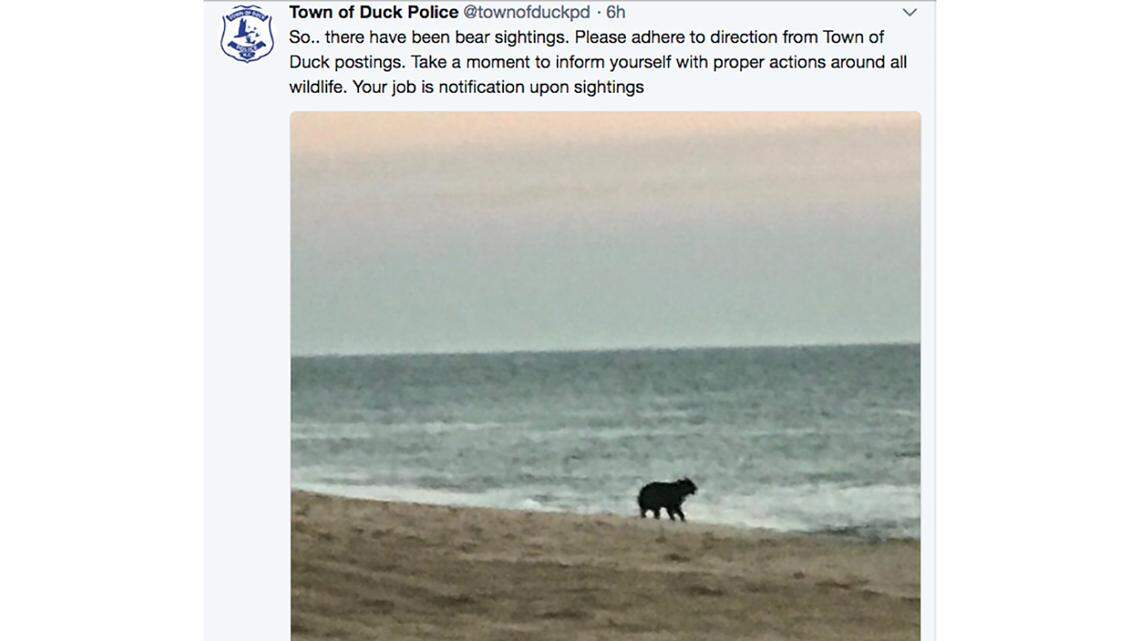 The town of Duck on the Outer Banks advised tourists and residents on Thursday to keep close watch on their children and pets or keep them indoors until this black bear was found or wandered off.
