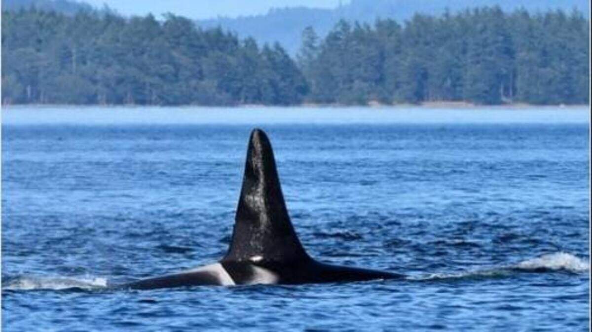 Cappuccino the 35-year-old killer whale is presumed dead.
