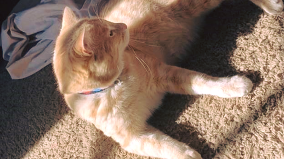 A Postmates driver was seen on video picking up a tabby cat named Simba and driving away with him after dropping off a delivery, Colorado officials said. 