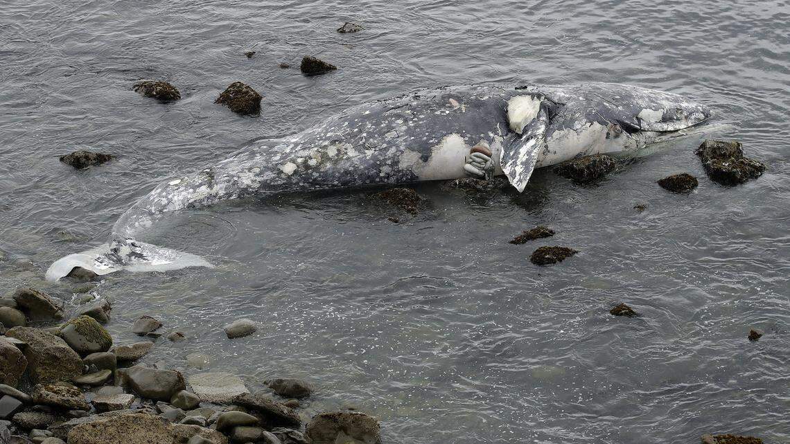 FILE- In this May 15, 2019 file photo, a dead whale lies near shore in Pacifica, Calif. (AP Photo/Jeff Chiu, File)