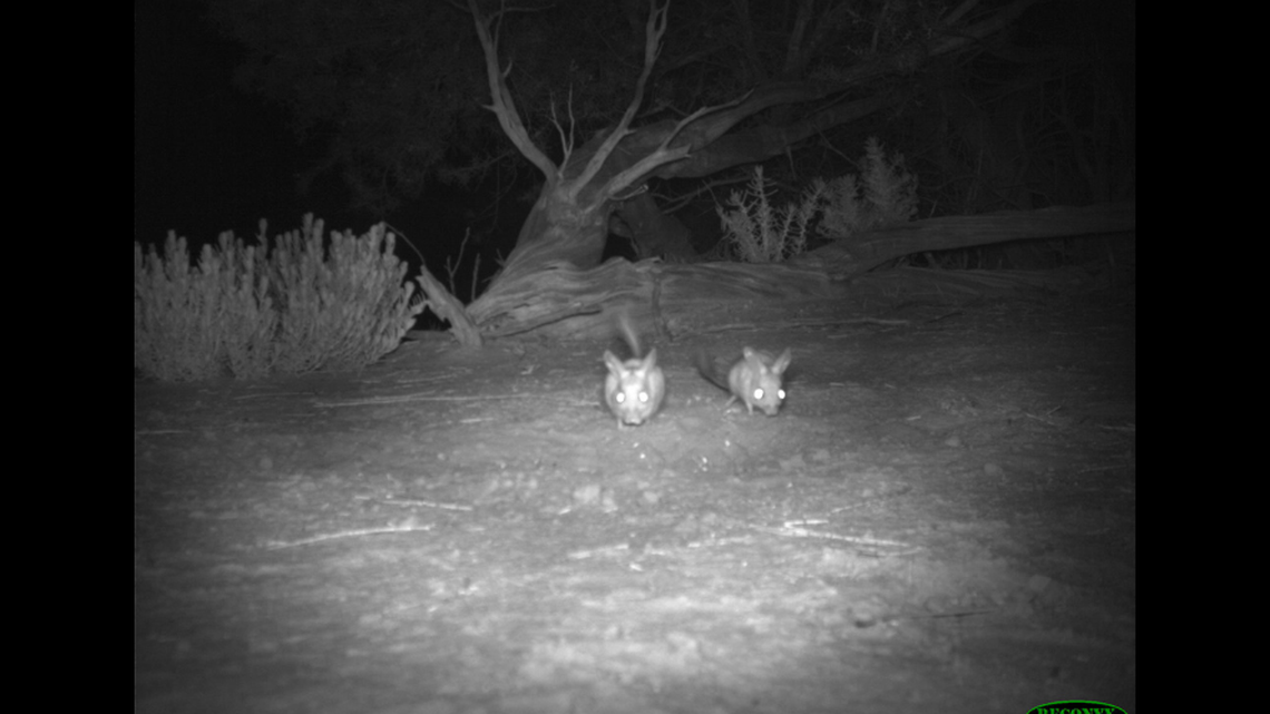 Experts said the creatures are considered “one of Australia’s most attractive rodents.”