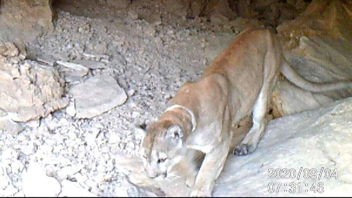 A mountain lion was spotted on a Guadalupe Mountains National Park trail camera, officials say. Photo from Guadalupe Mountains National Park.