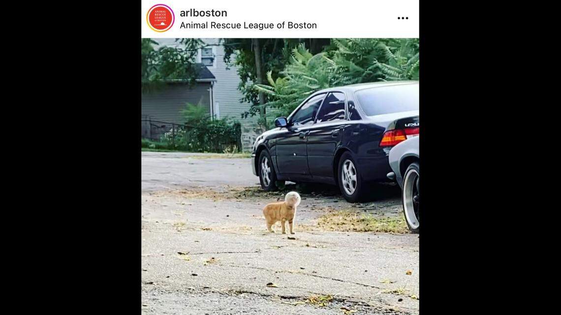A cat in Massachusetts was rescued after it got its head stuck in a glass bowl, according to the Animal Rescue League of Boston.