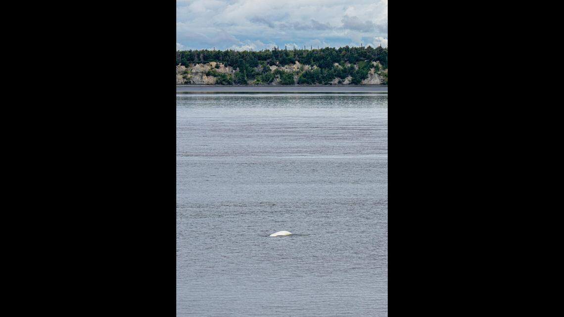 The creatures were “pure white,” Toy said.