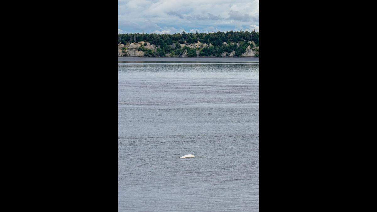 The creatures were “pure white,” Toy said.