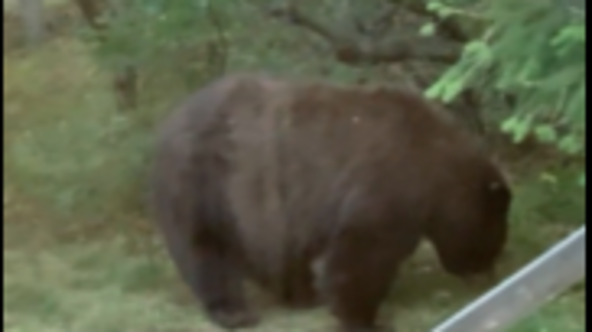 A chonky bear was spotted wandering Colorado looking for food, wildlife officials said.