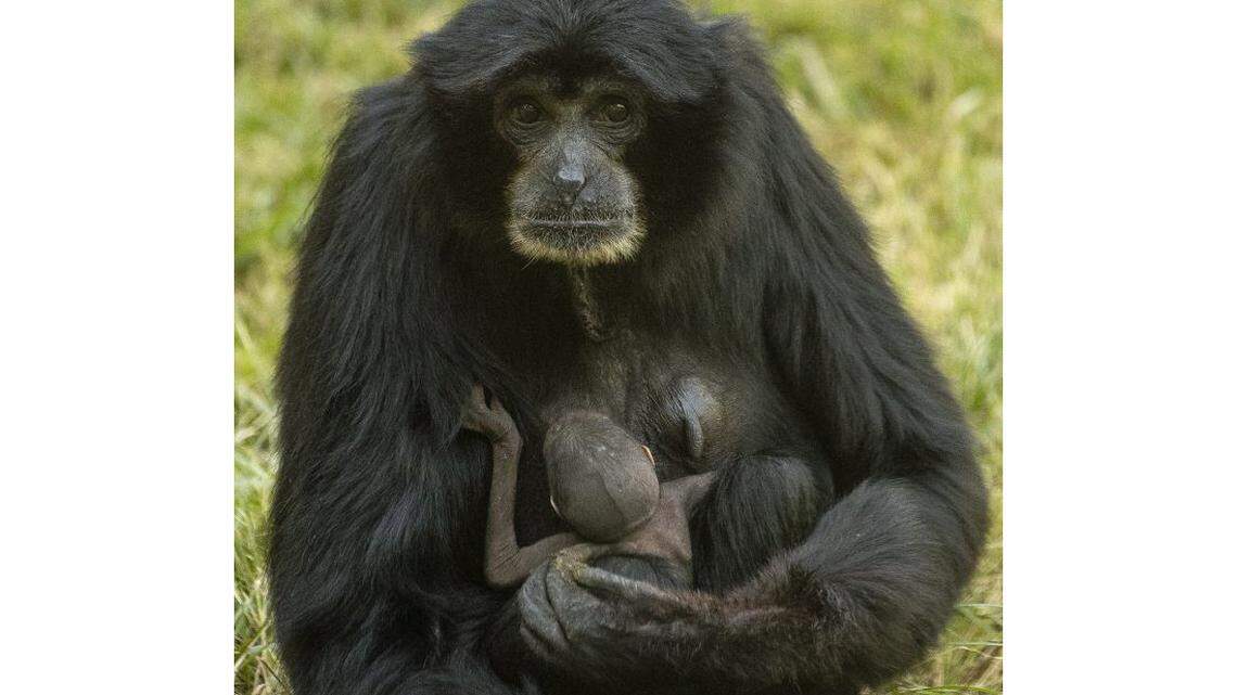 The 37-year-old siamang named Eloise gave birth on exhibit, as volunteers and guests looked on, providing the Zoo with its first siamang infant in more than 12 years.