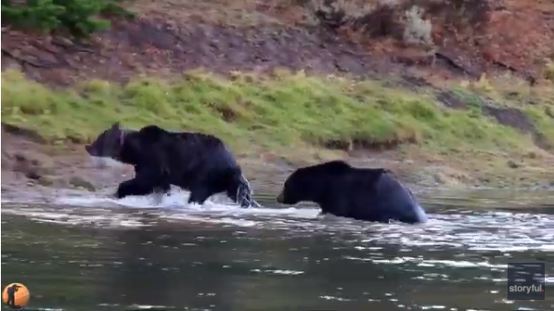 Two grizzly bears went head-to-head for an elk carcass in Yellowstone, video by David Angelescu shows.