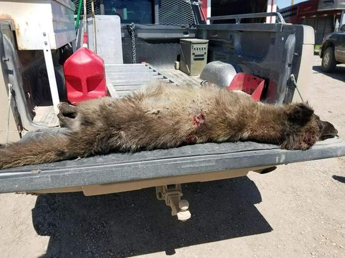 The wolf-man-bear-thing in question will be sent to Bozeman, Mont. for tissue samples before the carcass is then transported for further study to a U.S. Fish and Wildlife lab in Oregon.