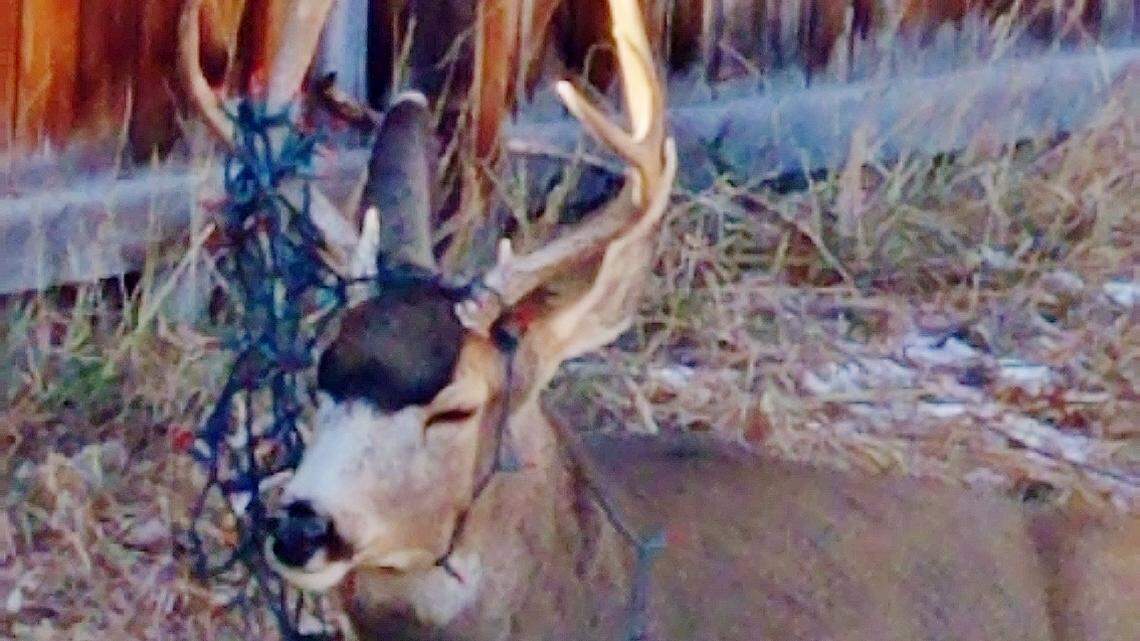 A buck got Christmas lights wrapped around its neck and antlers in Salida, Colorado Parks and Wildlife said. It had to be tranquilized to cut the lights off.