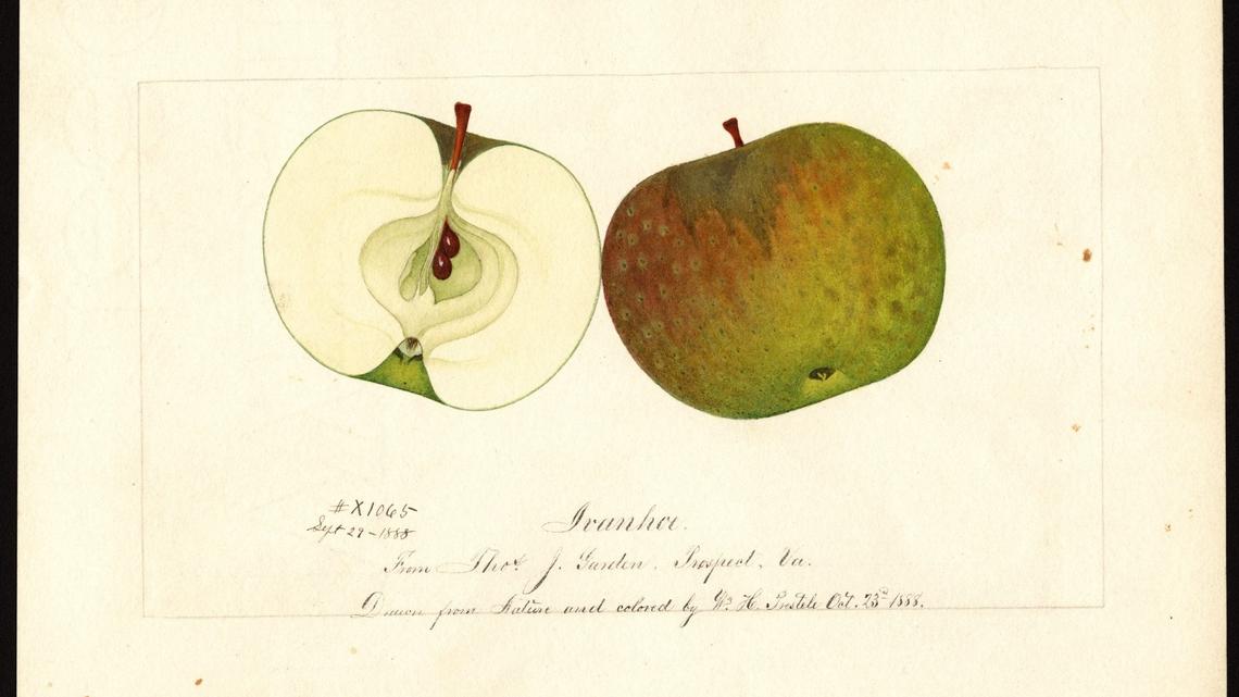 The Ivanhoe apple, which originated in Virginia, was thought to be extinct until the Whitman County Historical Society’s Lost Apple Project discovered the variety near Pullman in fall 2020.